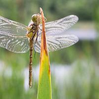 Common Darter 